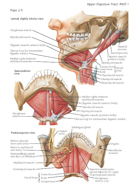 Floor of Mouth, cavity proper, vestibule, mylohyoid muscles, hyoid bone,  mylohyoid nerve, inferior alveolar nerve, anterior belly of the digastric muscle, intermediate tendon, omohyoid, sternohyoid, sternothyroid, thyrohyoid