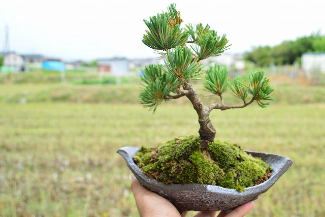 10 Jenis Bonsai Yang Cocok Dengan Iklim Indonesia Terbaru