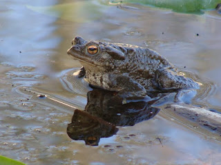 Bufo (Bufo) bufo DSC75032