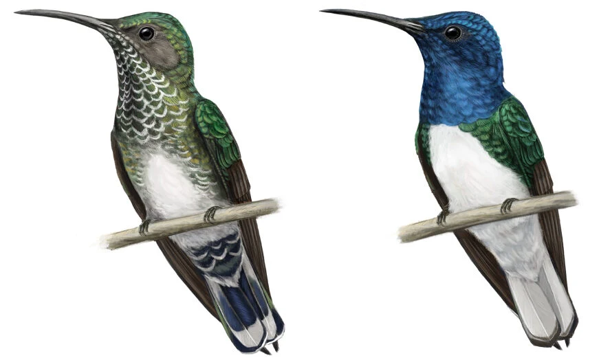 Male and female white-necked jacobins