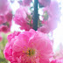 14Sweet Pink Peach blossoms in spring photographs, come to see our collection