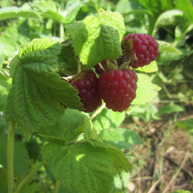 Lithuanian berry
