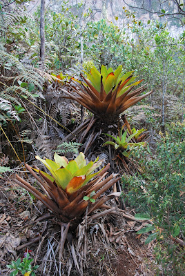 Brocchinia tatei