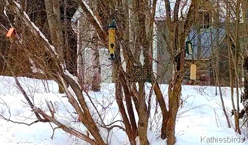 1a. Bird feeders in snow 2-18-14