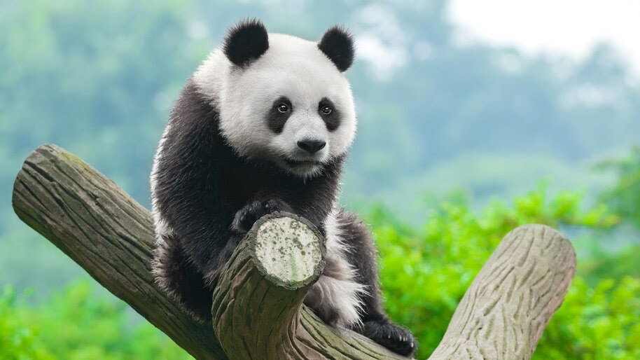  Panda  Cute 4K 4 551 Wallpaper 