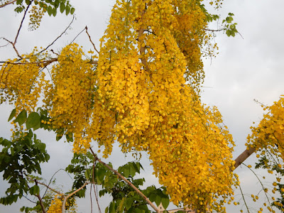 阿勃勒的花序