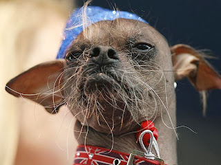 Ugliest dog in the world winner Mugly a Chinese Crested dog from England