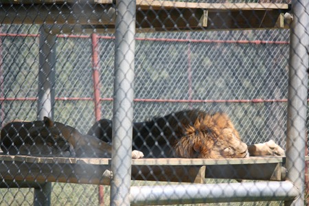 animal safari labor day 2011 100