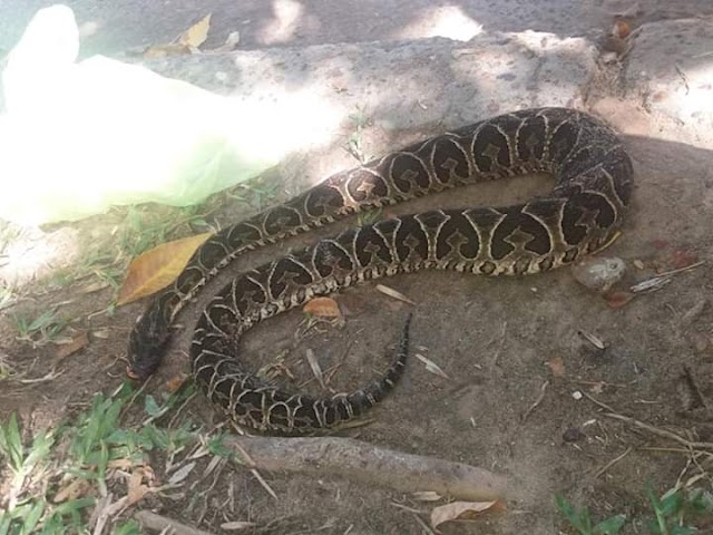 FEDERACION  SE ENCUENTRA ESTABLE UN BEBE QUE FUE MORDIDO POR UNA YARARA EN COLONIA SAN BOSCO. 