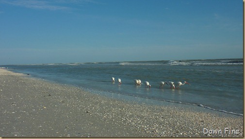 Sanibel_016