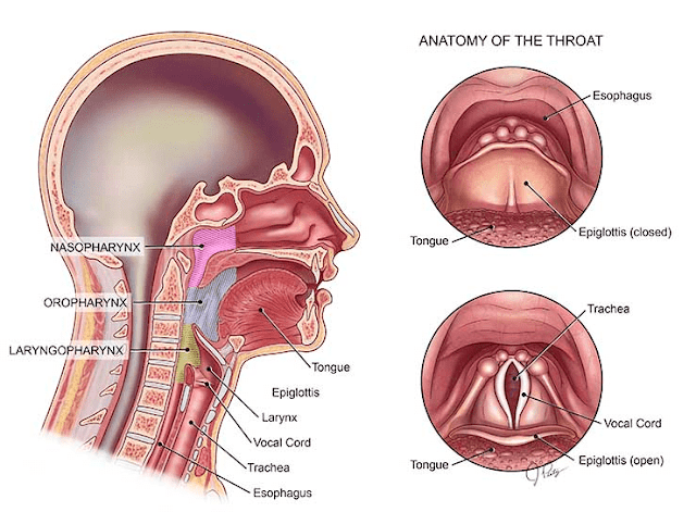 throat-cancer-causes