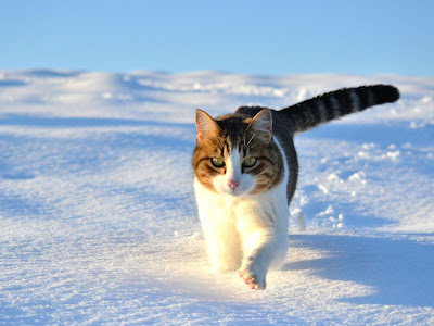 Cat Standard Resolution HD Wallpaper 26