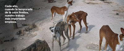 SOS Galgos - Acogida de galgos