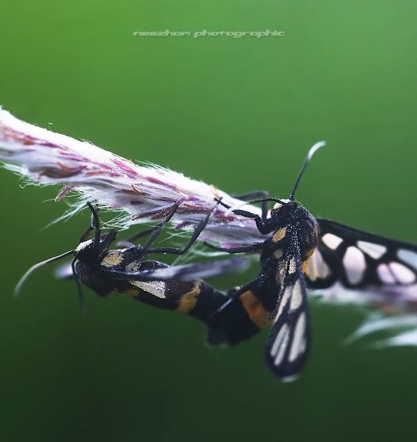 Tiger Moth mating