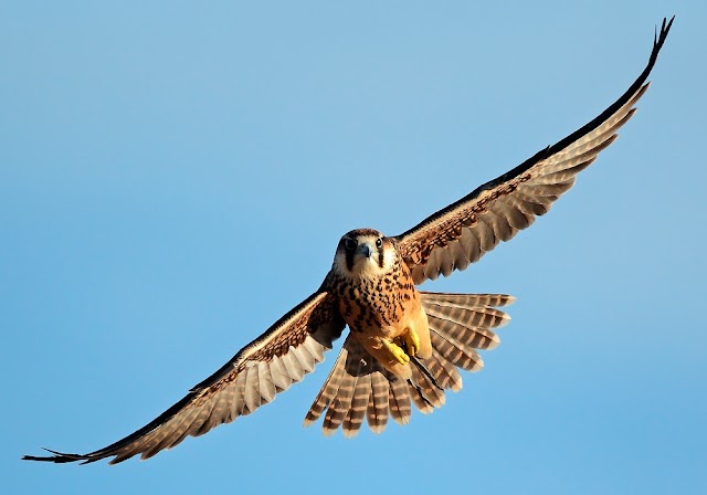  Falcon Dream Meaning | What does it means to see a falcon in dream?| Dream about the falcon| Dream Meaning