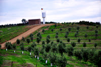 Municípios da Metade Sul contam com novo projeto de olivicultura 