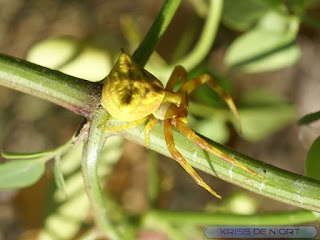 Thomise enflé - Thomisus onustus - Araignée crabe 