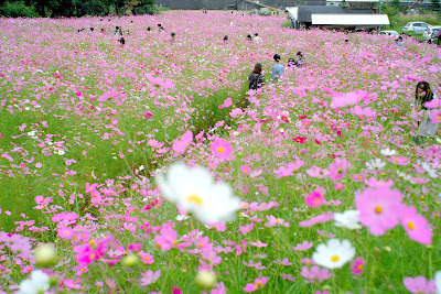 小山の上から見るコスモス畑