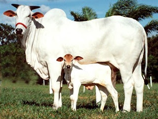 Foto de una madre bovina cebu cn su cria