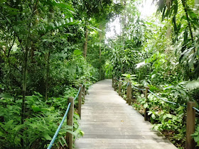 Singapore Botanic Gardens - Rain Forest Walking Trail