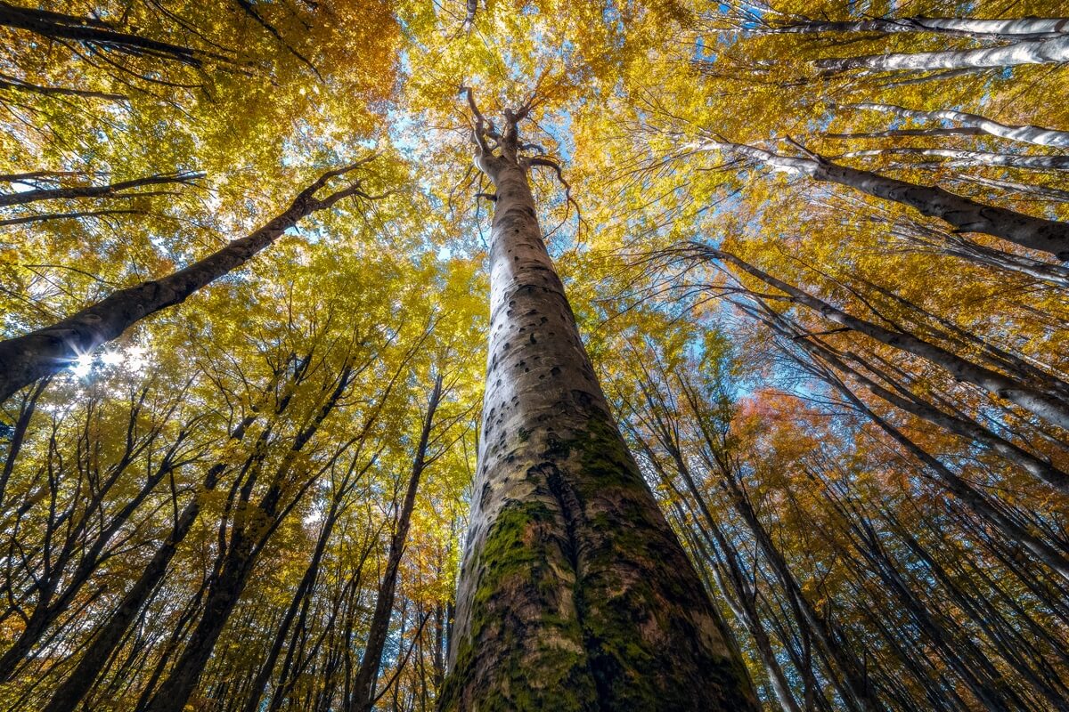 Awe-Inspiring Photographs Depict The Stunning Beauty Of The Forest From The Bottom Looking Up