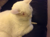 White cat sitting on black leather sofa 