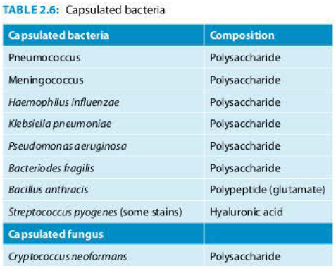 Capsulated bacteria