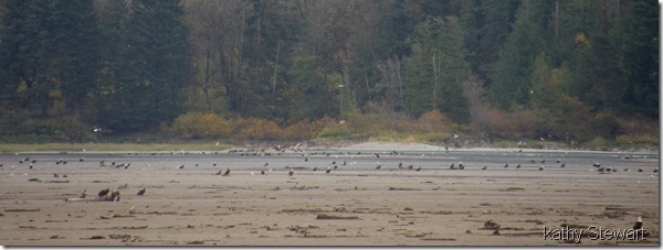 more eagles on the flats