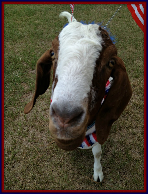 Gus the Goat, Fourth of July, July 4th, Independence Day