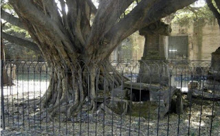 Arbol del vampiro panteon de Belen