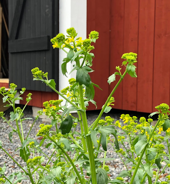 Barbarea vulgaris Sommargyllen