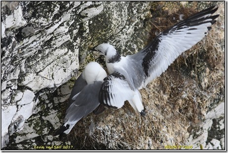 Bempton Cliffs - August