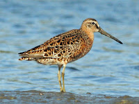 Short-billed Dowitcher in breeding plumage – Sunset Beach, NC – Apr. 2008 – photo by Dick Daniels