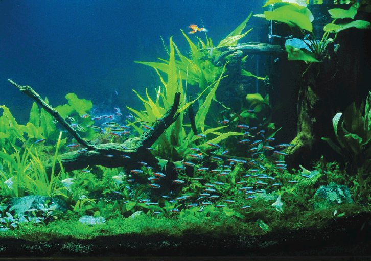 desain aquascape international exotic aquarium