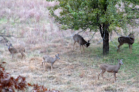 five pear-picking whitetail deer