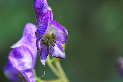 Aconitum colubianum (Columbian monkshood)