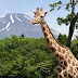 Sightseeing in Shizuoka: Fuji Safari Park