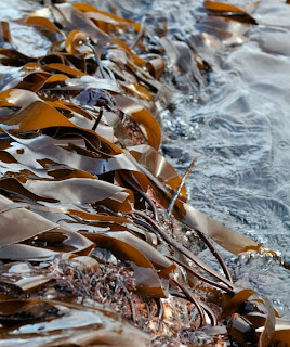 mengatasi jerawat dan komedo dengan rumput laut