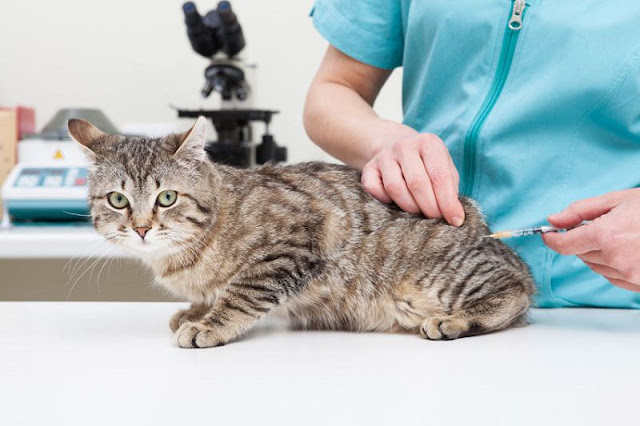 Bổ sung kiến thức về tiêm phòng bệnh dại cho chó mèo hữu ích nhất