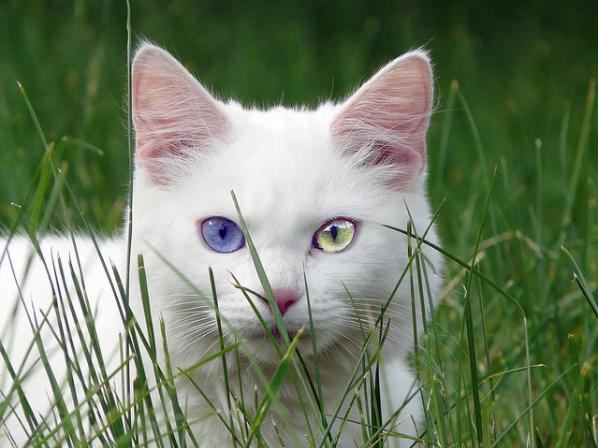 15 Amazing odd-eyed cats | Amazing Creatures