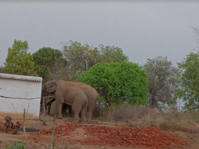 Human Eelephant Conflict