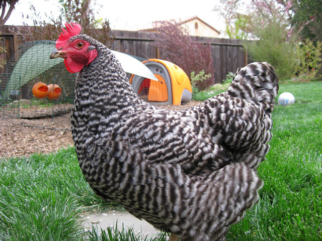 Barred_Rock_hen_in_backyard