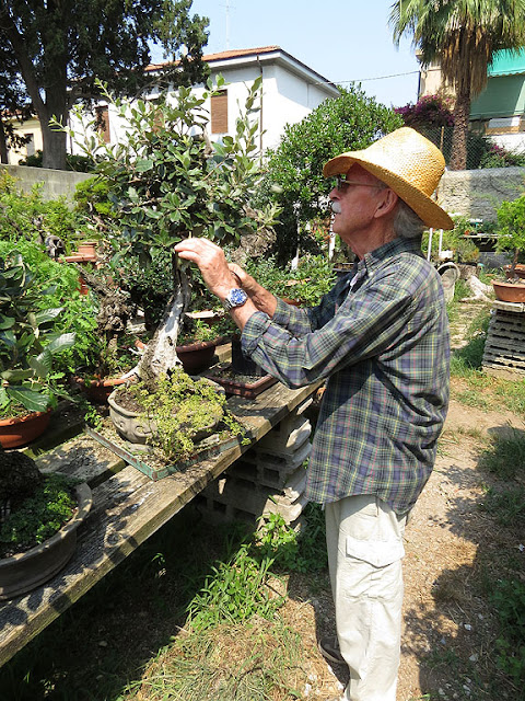 Studio Bonsai Livorno, via Cecconi, Livorno