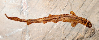 Scyliorhinus elongatus fosili