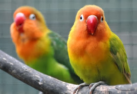 Cara Mengobati Burung Lovebird yang Sakit Mata