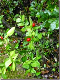 P1140561