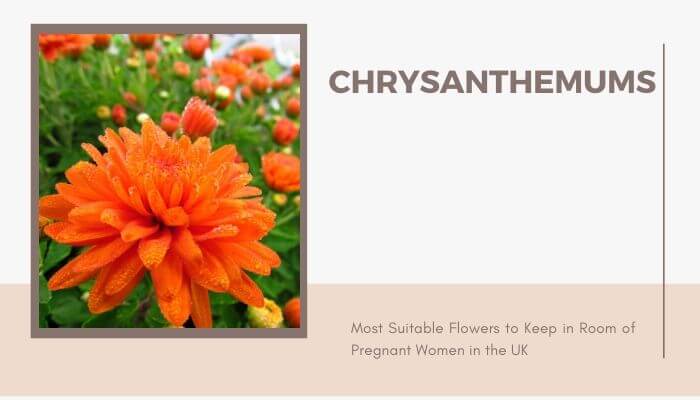 Chrysanthemums