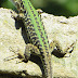 A green lizard climbing a wall