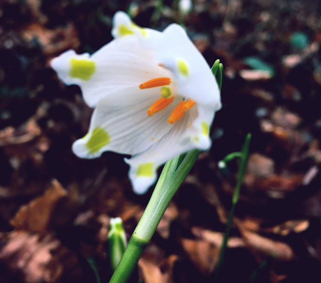 snowdrop, yunaban, schweiz blog, schweizer blogger, blog, blogger, winter, flower, spring, schneeglöckchen, schweiz, swiss, switzerland, spring snowflake, wald, waldboden,magic, naturheilkunde, gärtner, schneeglöggli, messenger of spring, winter blume