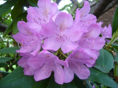 rhododendron in bloom at 2 Green Acres, a garden in Maryland